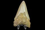 Bargain, Fossil Megalodon Tooth - North Carolina #131599-1